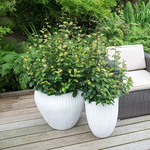 Parrotia Persica Persian Spire ('JLPN01') (PBR) 4 Parrotia Persica Persian Spire ('JLPN01') (PBR) - Image 4