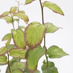 Parrotia Persica Persian Spire ('JLPN01') (PBR) 13 Parrotia Persica Persian Spire ('JLPN01') (PBR) -Plants Shop pl2000023845 card6 lg