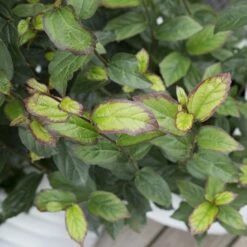 Parrotia Persica Persian Spire ('JLPN01') (PBR) 14 Parrotia Persica Persian Spire ('JLPN01') (PBR) -Plants Shop pl2000023845 card7 lg