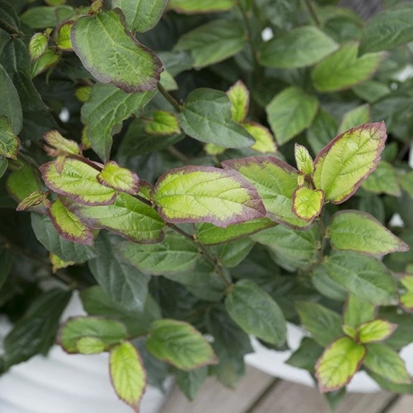 Parrotia Persica Persian Spire ('JLPN01') (PBR) 7 Parrotia Persica Persian Spire ('JLPN01') (PBR) - Image 7