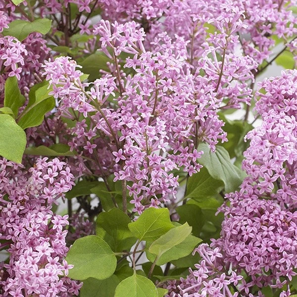 Syringa Meyeri Flowerfesta Pink ('Anny200817') (PBR) (Flowerfesta Series) 2 Syringa Meyeri Flowerfesta Pink ('Anny200817') (PBR) (Flowerfesta Series) - Image 2