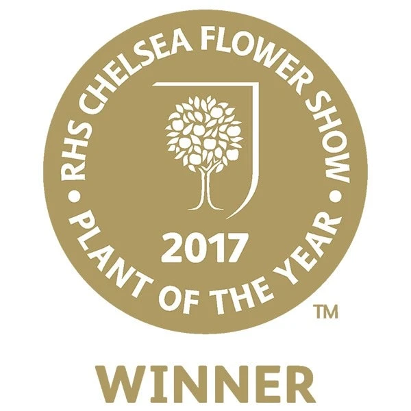 Dwarf Mulberry Mojo Berry ('Matsunaga') (PBR) 2 Dwarf Mulberry Mojo Berry ('Matsunaga') (PBR) - Image 2