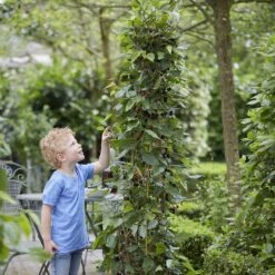 Dwarf Mulberry Mojo Berry ('Matsunaga') (PBR) 5 Dwarf Mulberry Mojo Berry ('Matsunaga') (PBR) -Plants Shop pl2000023873 card3 lg