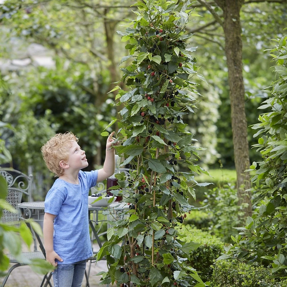 Dwarf Mulberry Mojo Berry ('Matsunaga') (PBR) 3 Dwarf Mulberry Mojo Berry ('Matsunaga') (PBR) - Image 3