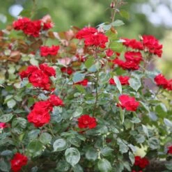 Rosa 'Parkdirektor Riggers'