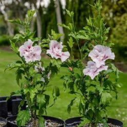 Hibiscus Syriacus Starburst Chiffon ('Rwoods6') (PBR) (Chiffon Series) 10 Hibiscus Syriacus Starburst Chiffon ('Rwoods6') (PBR) (Chiffon Series) -Plants Shop pl2000023900 card5 lg
