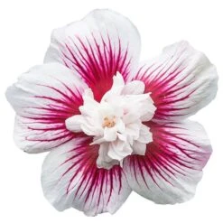 Hibiscus Syriacus Starburst Chiffon ('Rwoods6') (PBR) (Chiffon Series) 11 Hibiscus Syriacus Starburst Chiffon ('Rwoods6') (PBR) (Chiffon Series) -Plants Shop pl2000023900 card6 lg