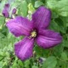 Clematis 'Valour'