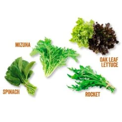 Kitchen Salad Garden Kit -Plants Shop pl2000023931 card3 lg