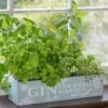 Gin Cocktail Herb Garden Kit
