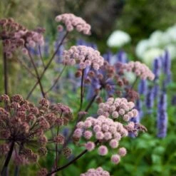Agastache & Angelica Plant Combination