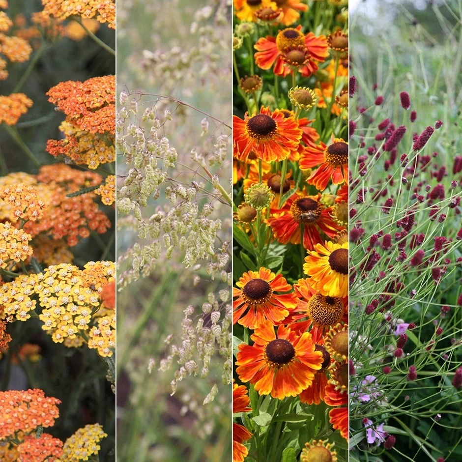 Contemporary Plant Combination 1 Contemporary Plant Combination