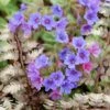 Pulmonaria & Athyrium Plant Combination