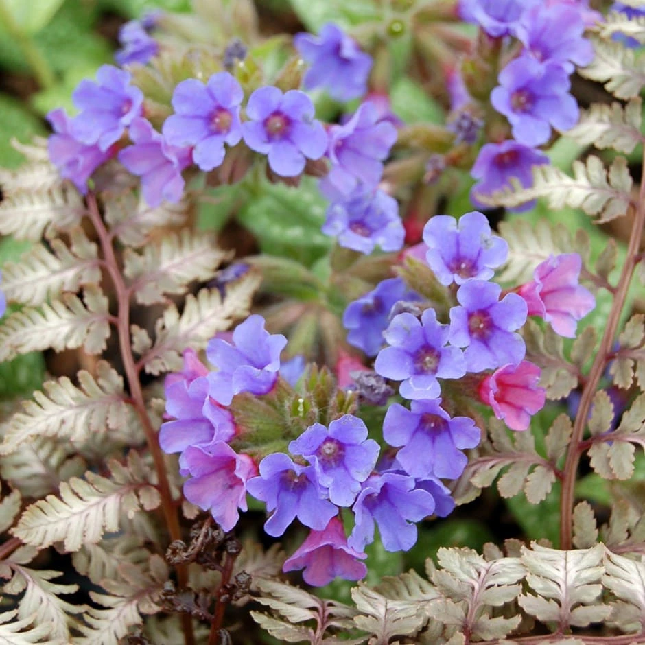 Pulmonaria & Athyrium Plant Combination 1 Pulmonaria & Athyrium Plant Combination