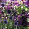 Echinops & Salvia Plant Combination