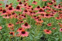Echinacea 'Hot Lava' (PBR) 5 Echinacea 'Hot Lava' (PBR) -Plants Shop pl2000024661 card3 lg
