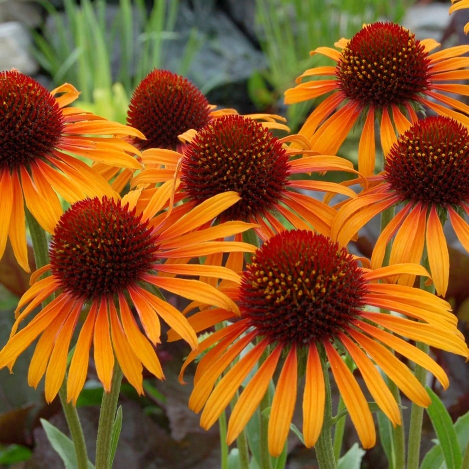 Echinacea 'Flame Thrower' (PBR) 1 Echinacea 'Flame Thrower' (PBR)