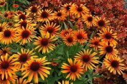 Echinacea 'Flame Thrower' (PBR) 9 Echinacea 'Flame Thrower' (PBR) -Plants Shop pl2000024662 card3 lg