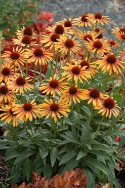 Echinacea 'Flame Thrower' (PBR) 10 Echinacea 'Flame Thrower' (PBR) -Plants Shop pl2000024662 card4 lg
