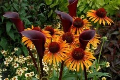 Echinacea 'Flame Thrower' (PBR) 11 Echinacea 'Flame Thrower' (PBR) -Plants Shop pl2000024662 card5 lg