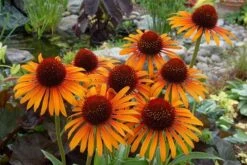 Echinacea 'Flame Thrower' (PBR) 12 Echinacea 'Flame Thrower' (PBR) -Plants Shop pl2000024662 card6 lg