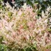 Nandina Domestica 'Twilight' (PBR)