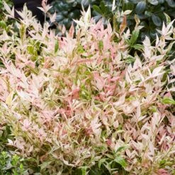 Nandina Domestica 'Twilight' (PBR)