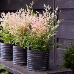 Nandina Domestica 'Twilight' (PBR) -Plants Shop pl2000024683 card3 lg