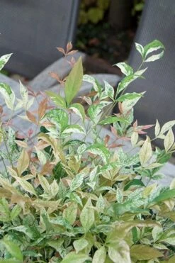 Nandina Domestica 'Twilight' (PBR) -Plants Shop pl2000024683 card4 lg