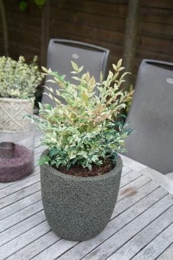 Nandina Domestica 'Twilight' (PBR) -Plants Shop pl2000024683 card5 lg