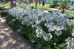 Agapanthus Twister ('Ambic001') (PBR) 12 Agapanthus Twister ('Ambic001') (PBR) -Plants Shop pl2000024684 card3 lg