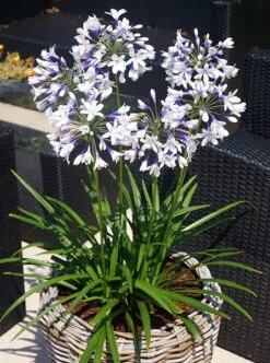 Agapanthus Twister ('Ambic001') (PBR) 13 Agapanthus Twister ('Ambic001') (PBR) -Plants Shop pl2000024684 card4 lg