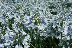 Agapanthus Twister ('Ambic001') (PBR) 16 Agapanthus Twister ('Ambic001') (PBR) -Plants Shop pl2000024684 card7 lg