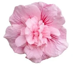 Hibiscus Syriacus Pink Chiffon ('Jwnwood4') (PBR) (Chiffon Series) -Plants Shop pl2000024736 card5 lg