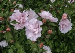 Hibiscus Syriacus Pink Chiffon ('Jwnwood4') (PBR) (Chiffon Series) -Plants Shop pl2000024736 card6 lg