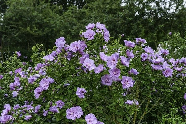 Hibiscus Syriacus Lavender Chiffon ('Notwoodone') (PBR) (Chiffon Series) 2 Hibiscus Syriacus Lavender Chiffon ('Notwoodone') (PBR) (Chiffon Series) - Image 2