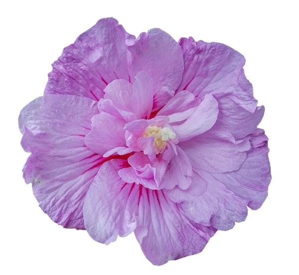Hibiscus Syriacus Lavender Chiffon ('Notwoodone') (PBR) (Chiffon Series) 6 Hibiscus Syriacus Lavender Chiffon ('Notwoodone') (PBR) (Chiffon Series) - Image 6