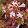 Abelia × Grandiflora Sunshine Daydream ('Abelops') (PBR)