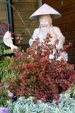 Abelia × Grandiflora Sunshine Daydream ('Abelops') (PBR) 8 Abelia × Grandiflora Sunshine Daydream ('Abelops') (PBR) -Plants Shop pl2000024744 card4 lg