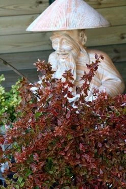 Abelia × Grandiflora Sunshine Daydream ('Abelops') (PBR) 9 Abelia × Grandiflora Sunshine Daydream ('Abelops') (PBR) -Plants Shop pl2000024744 card5 lg