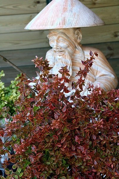 Abelia × Grandiflora Sunshine Daydream ('Abelops') (PBR) 5 Abelia × Grandiflora Sunshine Daydream ('Abelops') (PBR) - Image 5