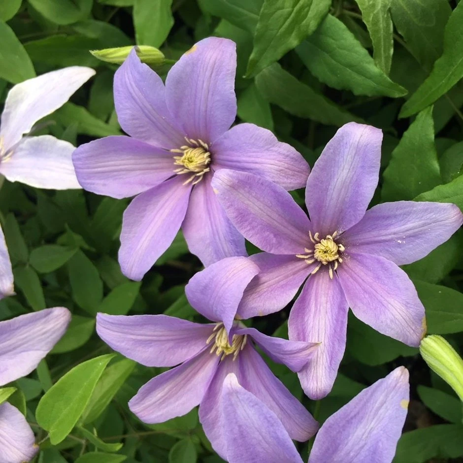 Clematis 'Sugar Sweet' (PBR) 1 Clematis 'Sugar Sweet' (PBR)