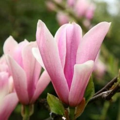 Magnolia 'Heaven Scent' 8 Magnolia 'Heaven Scent' -Plants Shop pl2000024820 card4 lg