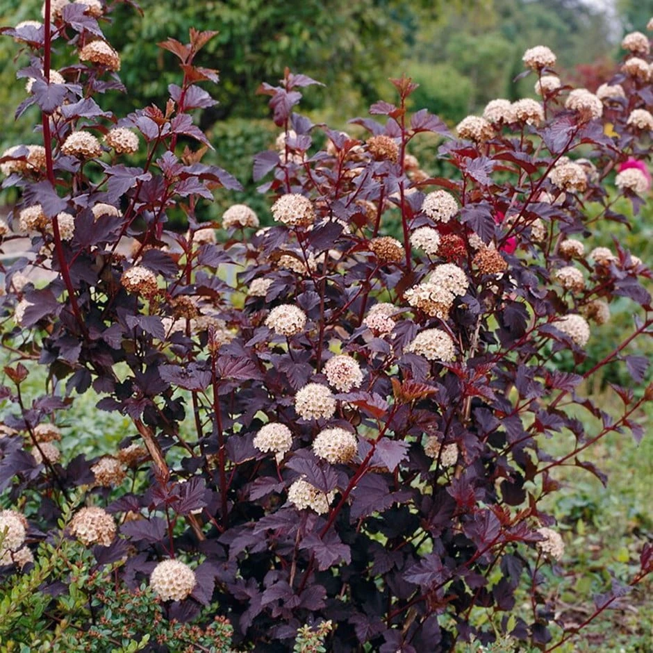 Physocarpus Opulifolius 'Diabolo' (PBR) 1 Physocarpus Opulifolius 'Diabolo' (PBR)