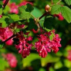 Ribes Sanguineum 'King Edward VII'