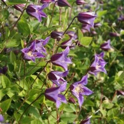 Clematis Prince William ('Zo08171') (PBR) -Plants Shop pl2000024906 card4 lg