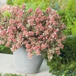Abelia × Grandiflora Magic Daydream ('Opstal103') (PBR) 5 Abelia × Grandiflora Magic Daydream ('Opstal103') (PBR) -Plants Shop pl2000024907 card3 lg