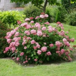 Hydrangea Arborescens Pink Annabelle ('Ncha2') (PBR) -Plants Shop pl2000024910 card3 lg