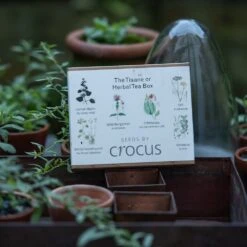 Herbal Teas Seed Gift Box -Plants Shop pl2000024986 card3 lg