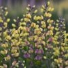Baptisia 'Pink Lemonade'